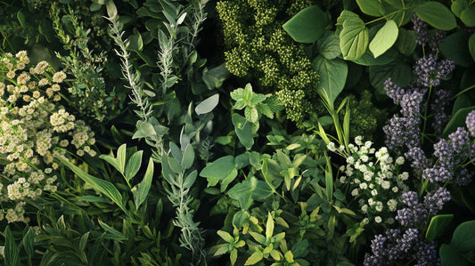 Phytothérapie pour les enfants : quelles plantes privilégier ?