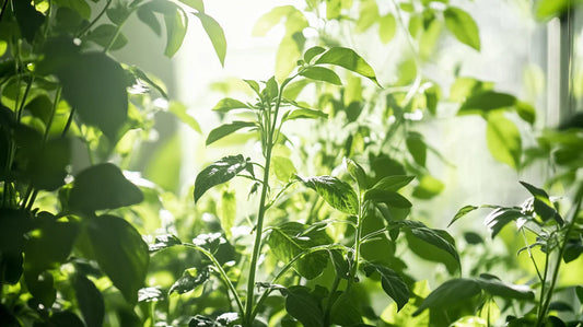 Phytothérapie bio : comment choisir des plantes de qualité ?