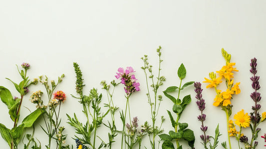 Les plantes adaptogènes : qu'est-ce que c'est et comment les utiliser ?