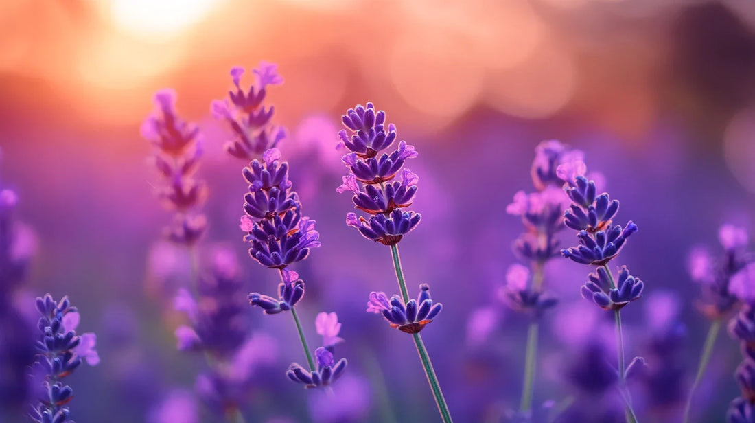 Pourquoi suivre une formation en aromathérapie ? Les avantages