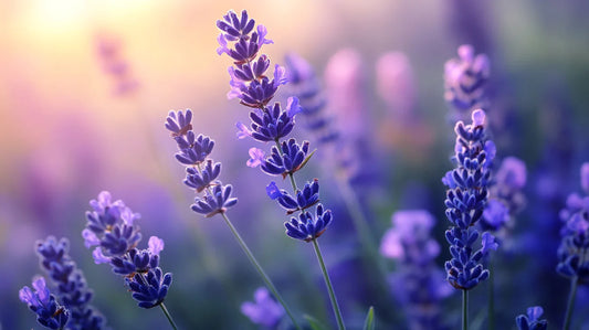 Top 10 des huiles essentielles indispensables pour débuter