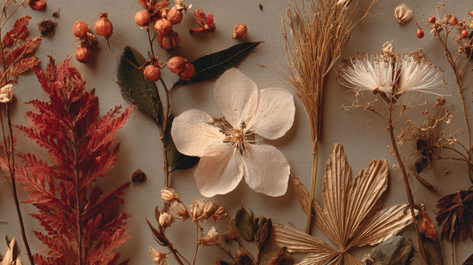 Créer son herbier maison de plantes médicinales