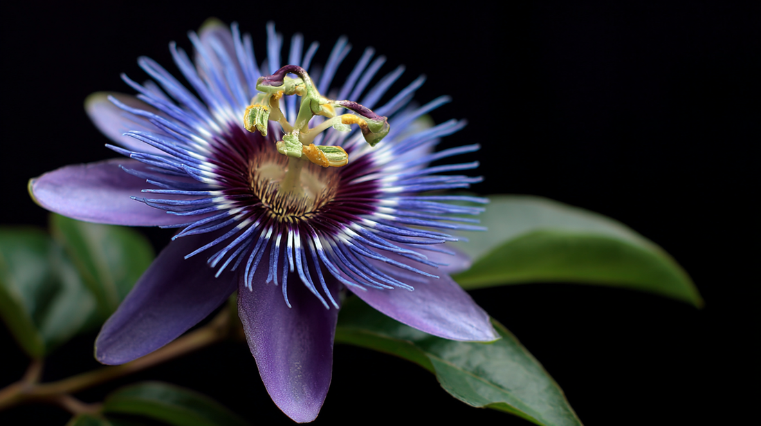 Passiflore : un calmant naturel pour le sommeil et l’anxiété