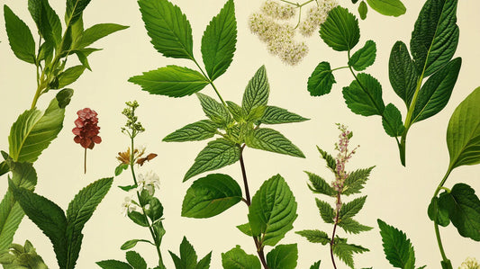 DIY : réalisez vos propres tisanes médicinales