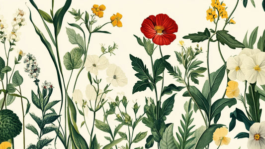 Les précautions à prendre avant d'utiliser les plantes médicinales