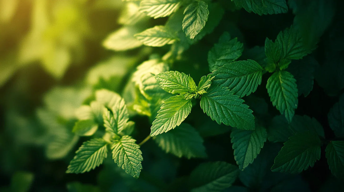 Phytothérapie et grossesse : ce qu'il faut savoir