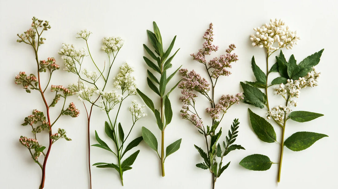 10 plantes pour gérer le stress et l'anxiété naturellement