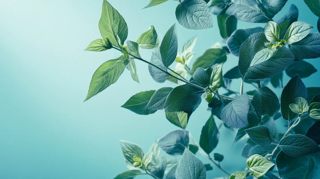 Les plantes alliées d’une digestion sereine