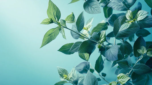 Les plantes alliées d’une digestion sereine